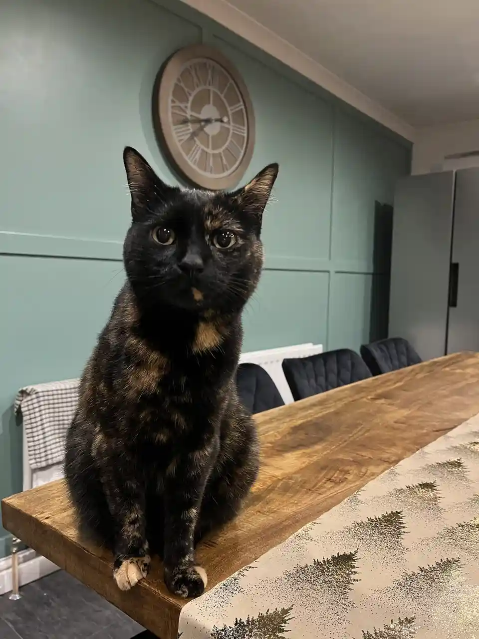 A tortoiseshell cat with black and orange fur sits upright on a wooden dining table, looking directly at the camera with…