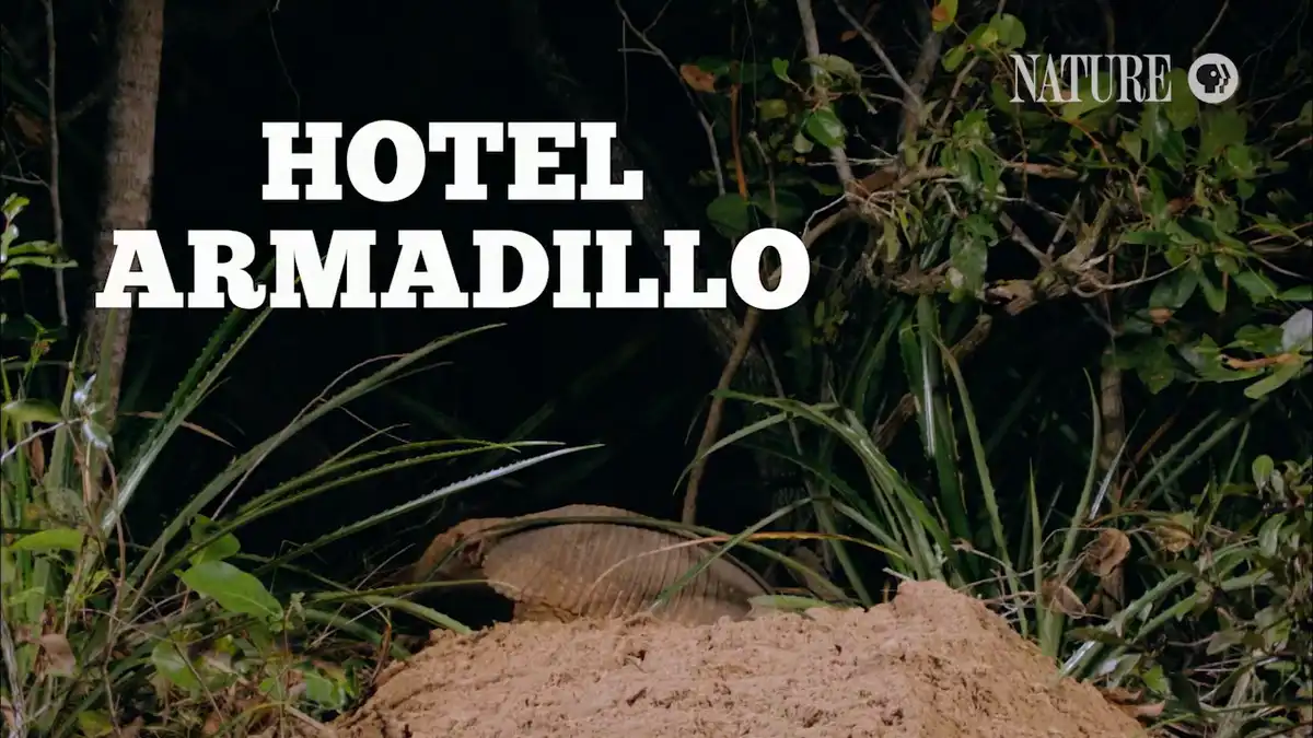 A nighttime photo shows an armadillo partially buried in a mound of dirt amidst green foliage and trees, with the text…
