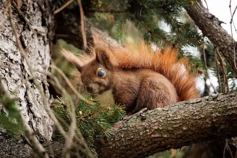A red squirrel with a bushy tail and large blue eyes sits on a tree branch surrounded by pine needles and bark. The overlaid…