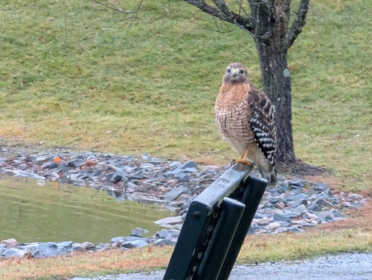 This magnificent creature is truly a sight to behold