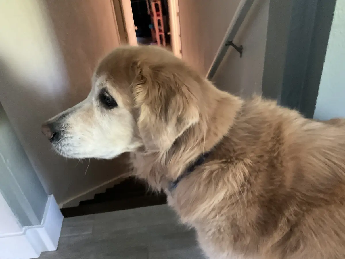 A golden retriever with a slightly sad or tired expression is standing indoors near a staircase, looking off to the side…