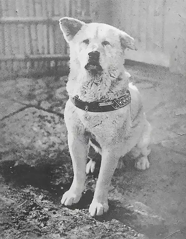 A black and white vintage photo shows a medium-sized, light-colored dog sitting upright on a gravelly surface, wearing a…
