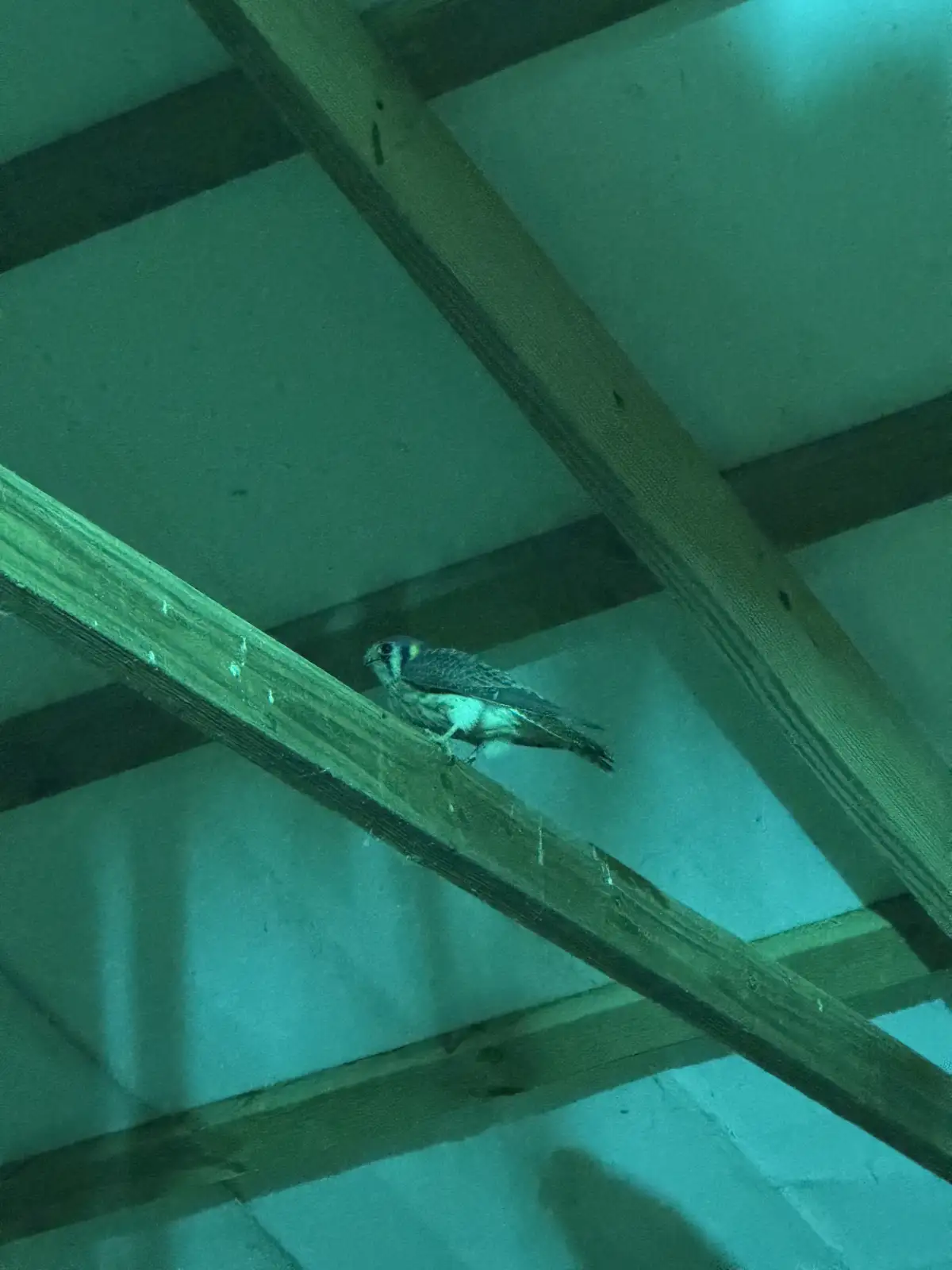 A small bird with mottled brown and white feathers perches on a wooden beam inside an attic, surrounded by intersecting…