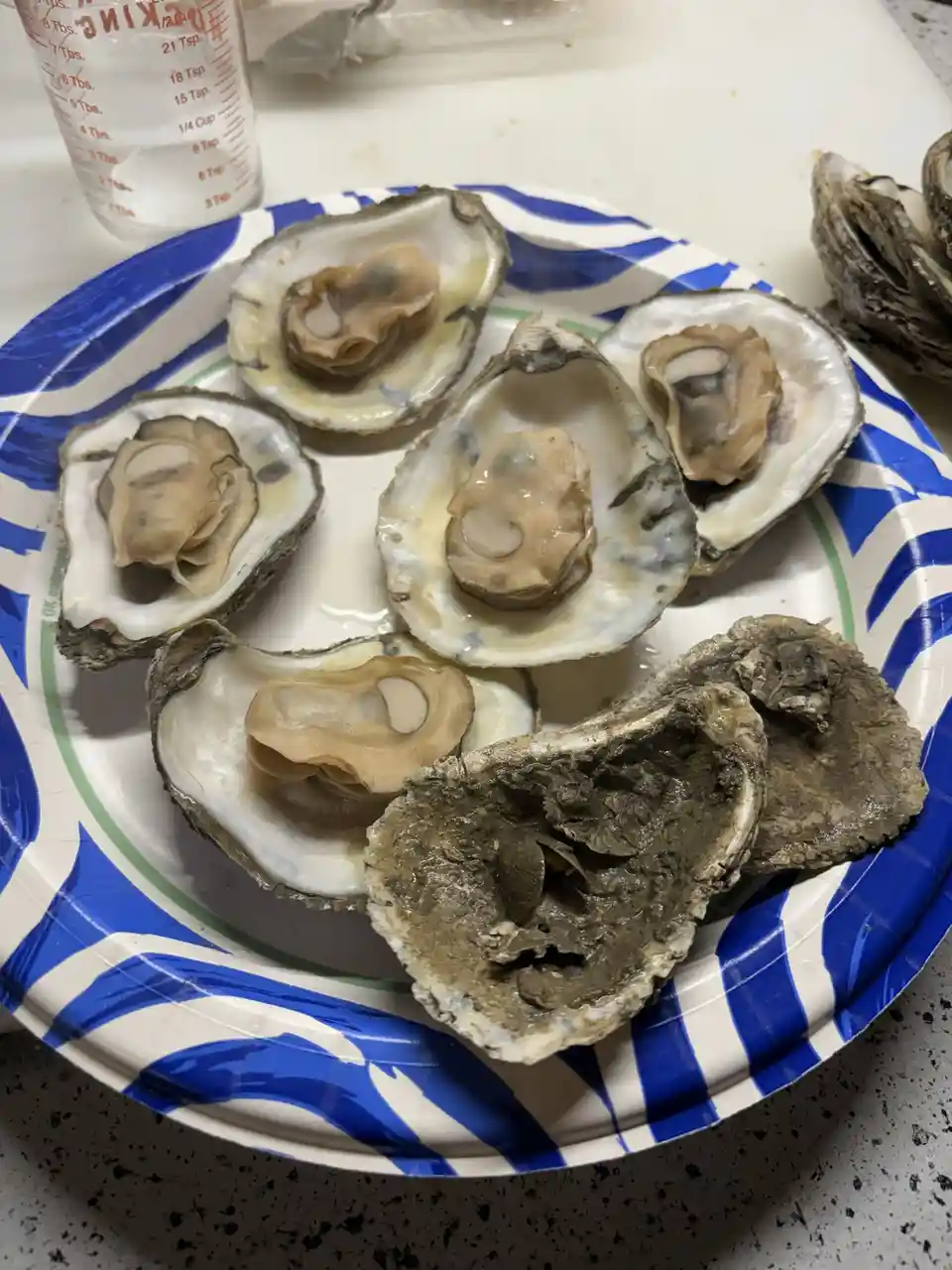 A plate of raw oysters, some open and some closed, sits on a blue and white patterned paper plate. One oyster shell in the…