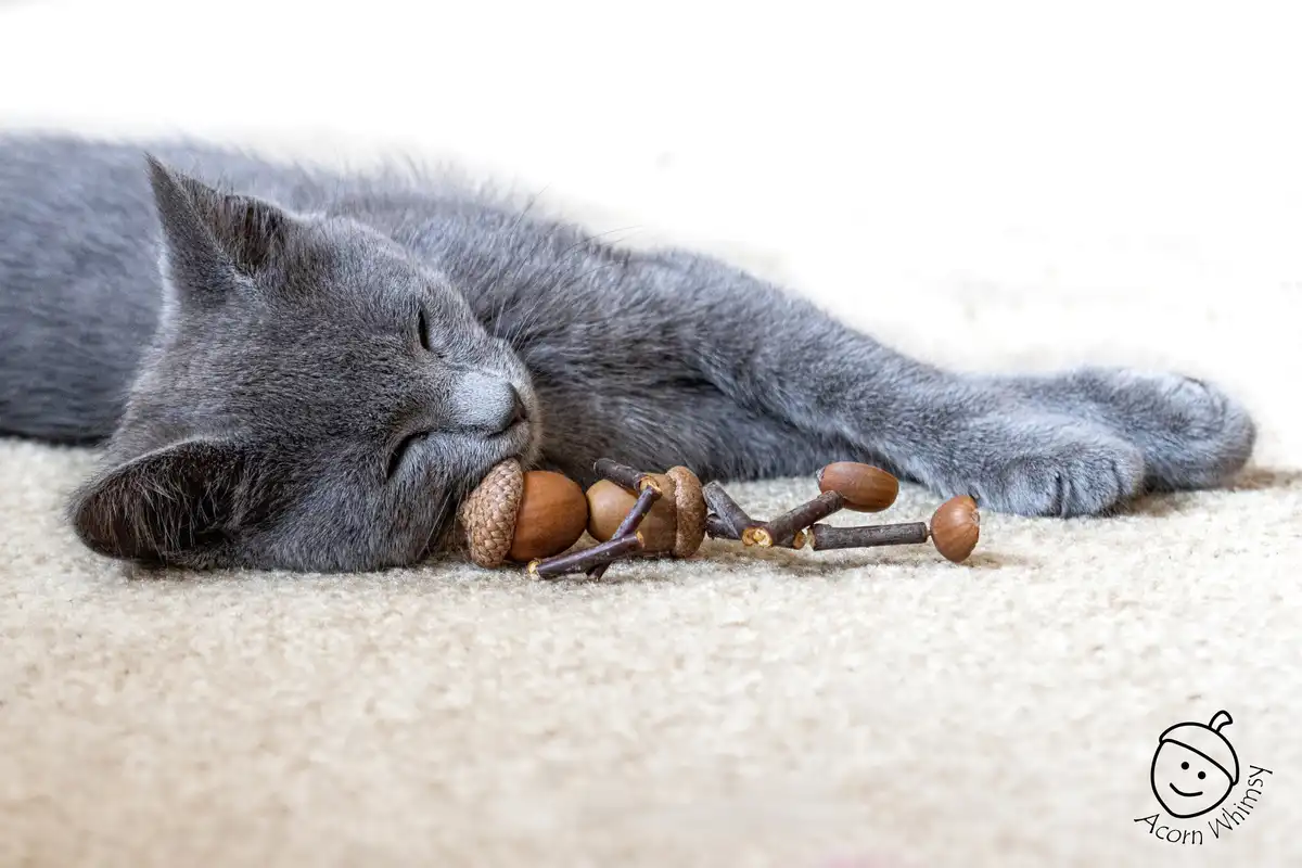 A serene gray cat is lying on a beige carpet, peacefully sleeping with its eyes closed while gently holding an acorn in its…