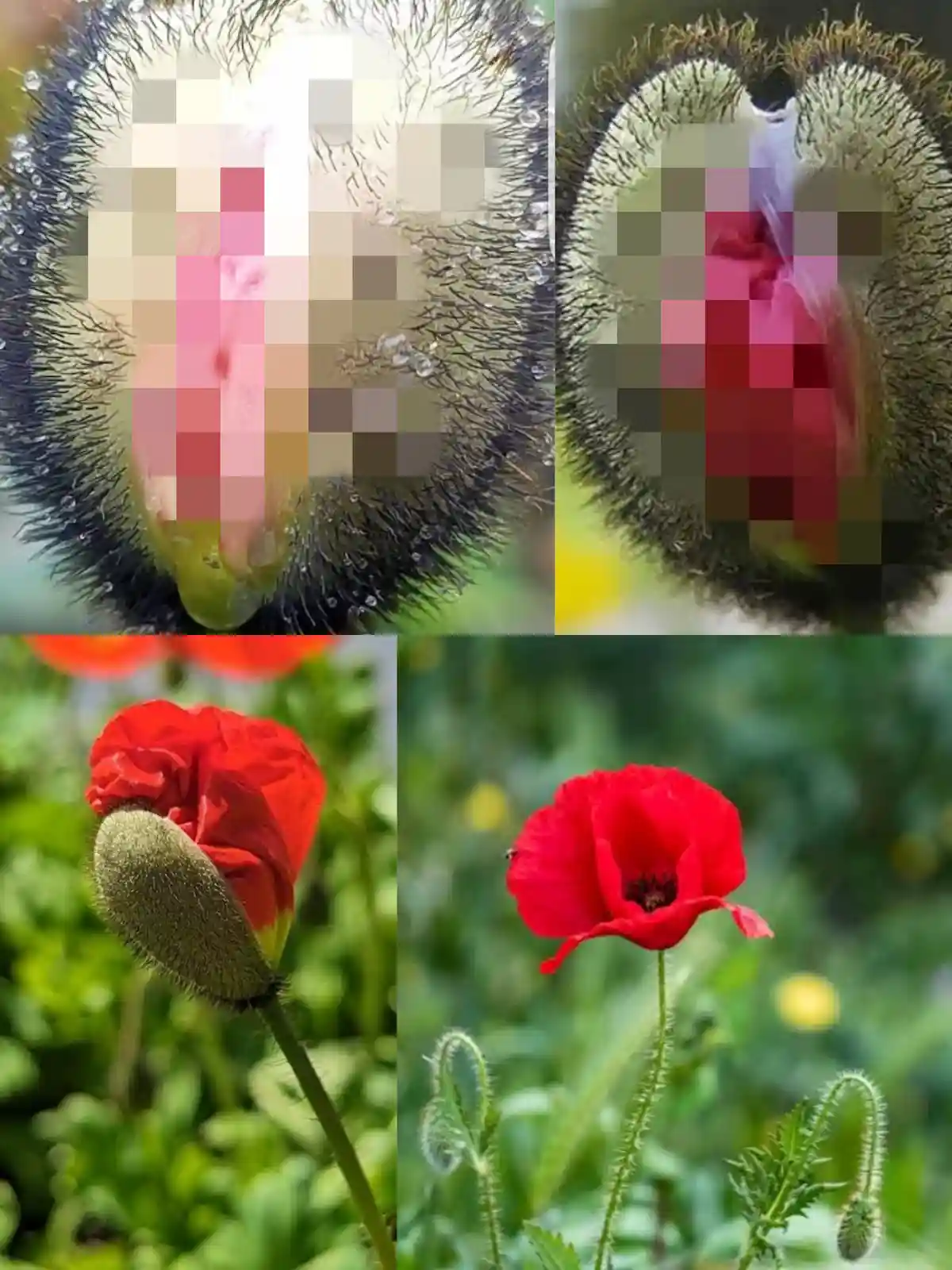 A four-panel image shows the life cycle of a poppy flower: top-left and top-right panels are extreme close-ups of fuzzy…