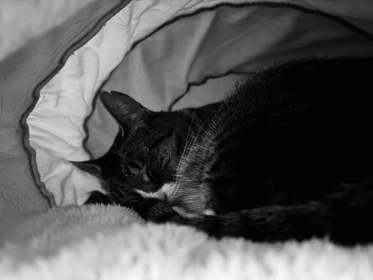 A black-and-white photo shows a dark tabby cat with a white muzzle sleeping peacefully inside a soft, fabric-lined cat…