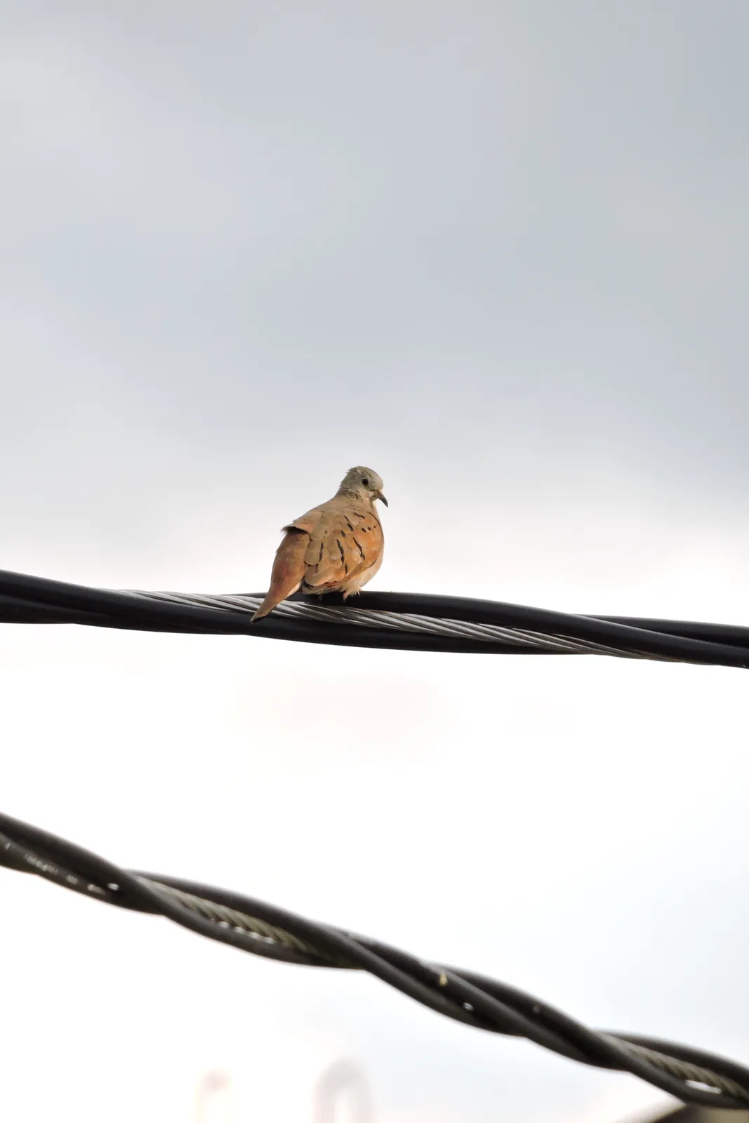 A small brown bird with speckled feathers perches calmly on a thick black utility wire against a pale sky. The image is…