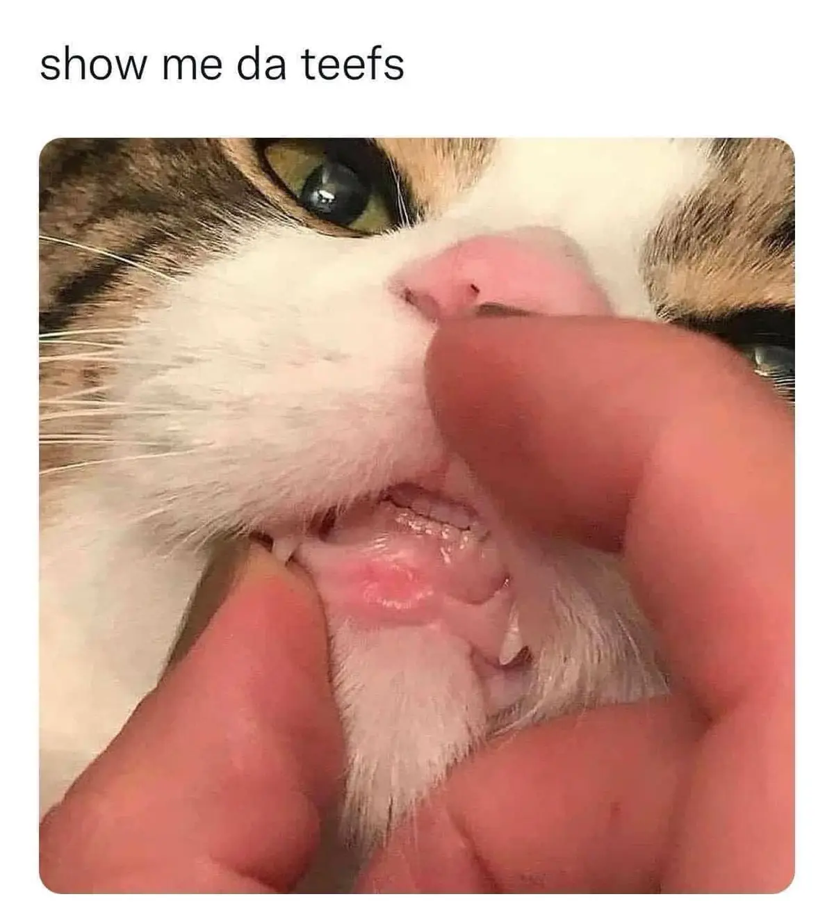 A close-up photo shows a person's fingers pulling back the lower lip of a calico cat to expose its tiny teeth. The cat has…