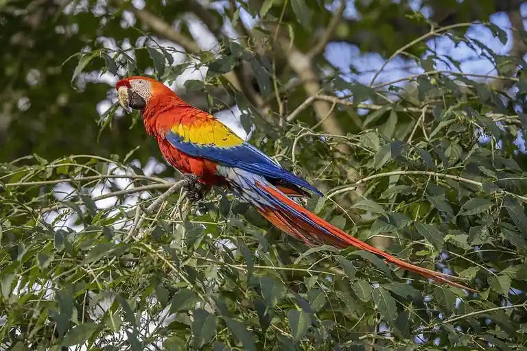 A vibrant scarlet macaw with blue and yellow wings perches on a tree branch surrounded by green leaves. The image has text…