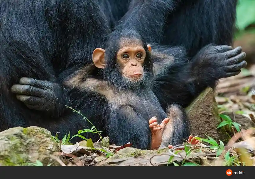 A close-up photograph of a young chimpanzee sitting on the forest floor, looking directly at the camera with a pensive…