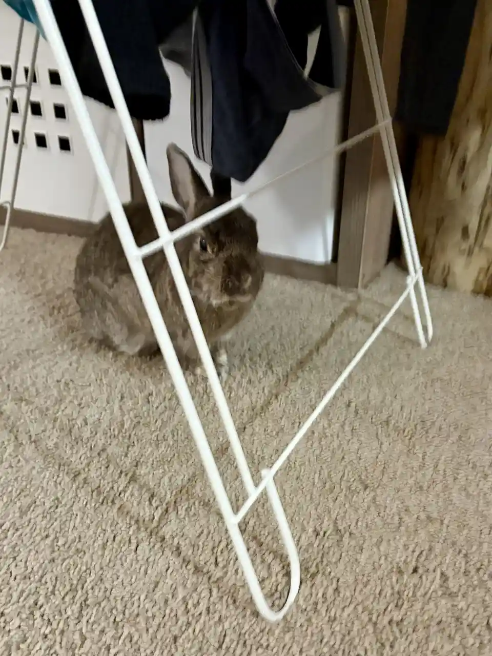 A small brown rabbit sits on a beige carpet behind a white wire drying rack, looking directly at the camera with a calm…