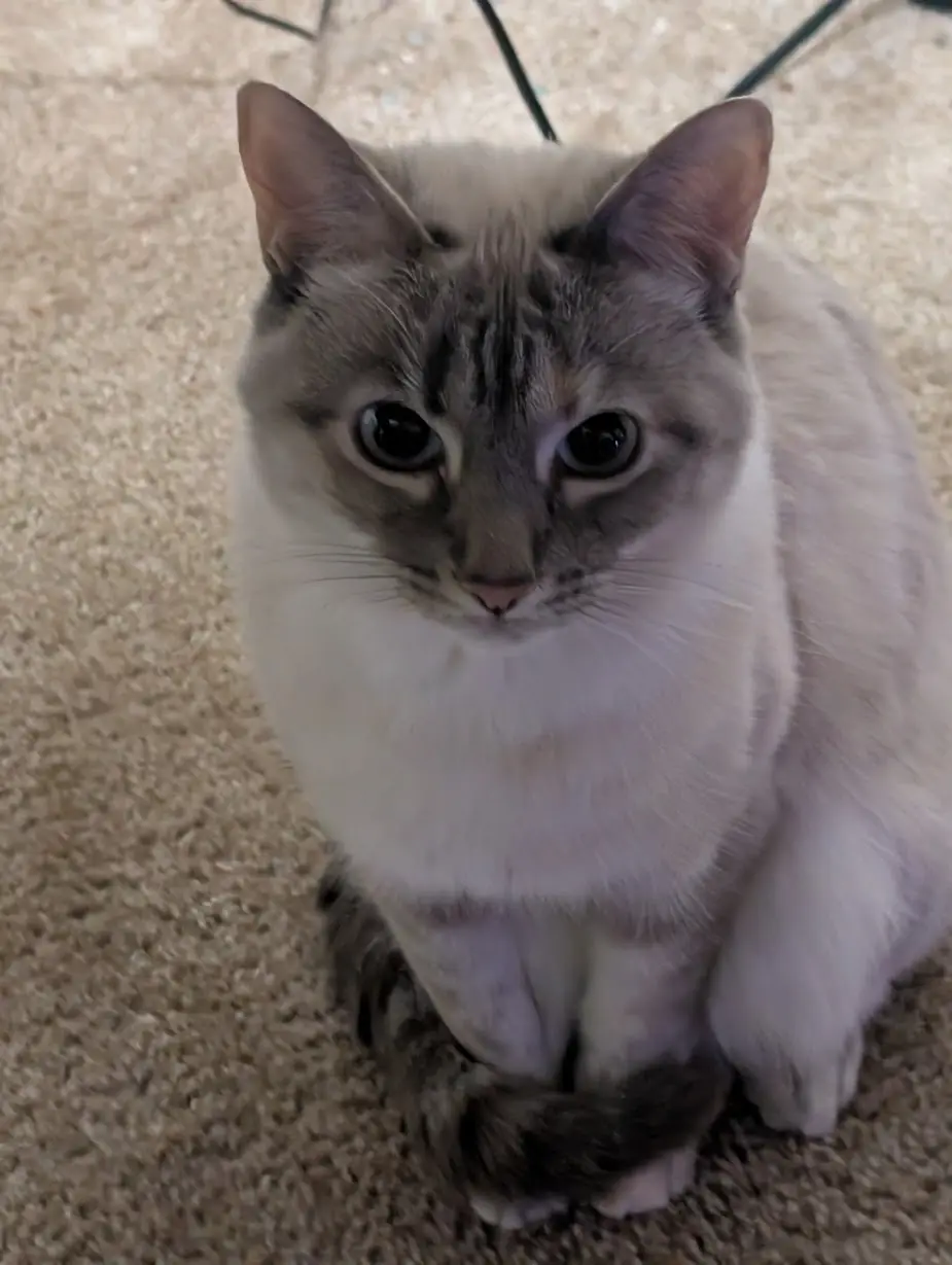 My Adorable Kitty Rice Guarding Her Paws from Snowballs