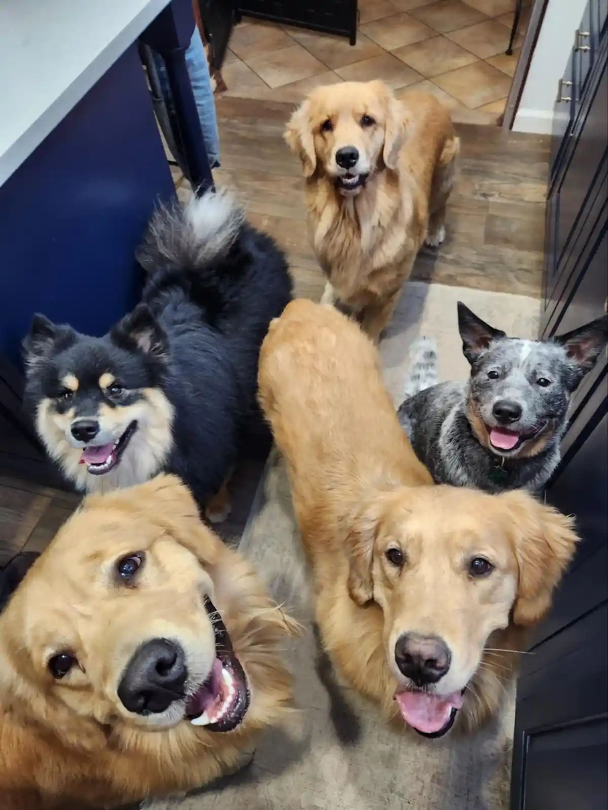 Five dogs of various breeds, including golden retrievers and a blue heeler, are gathered in a kitchen and all stare up at…