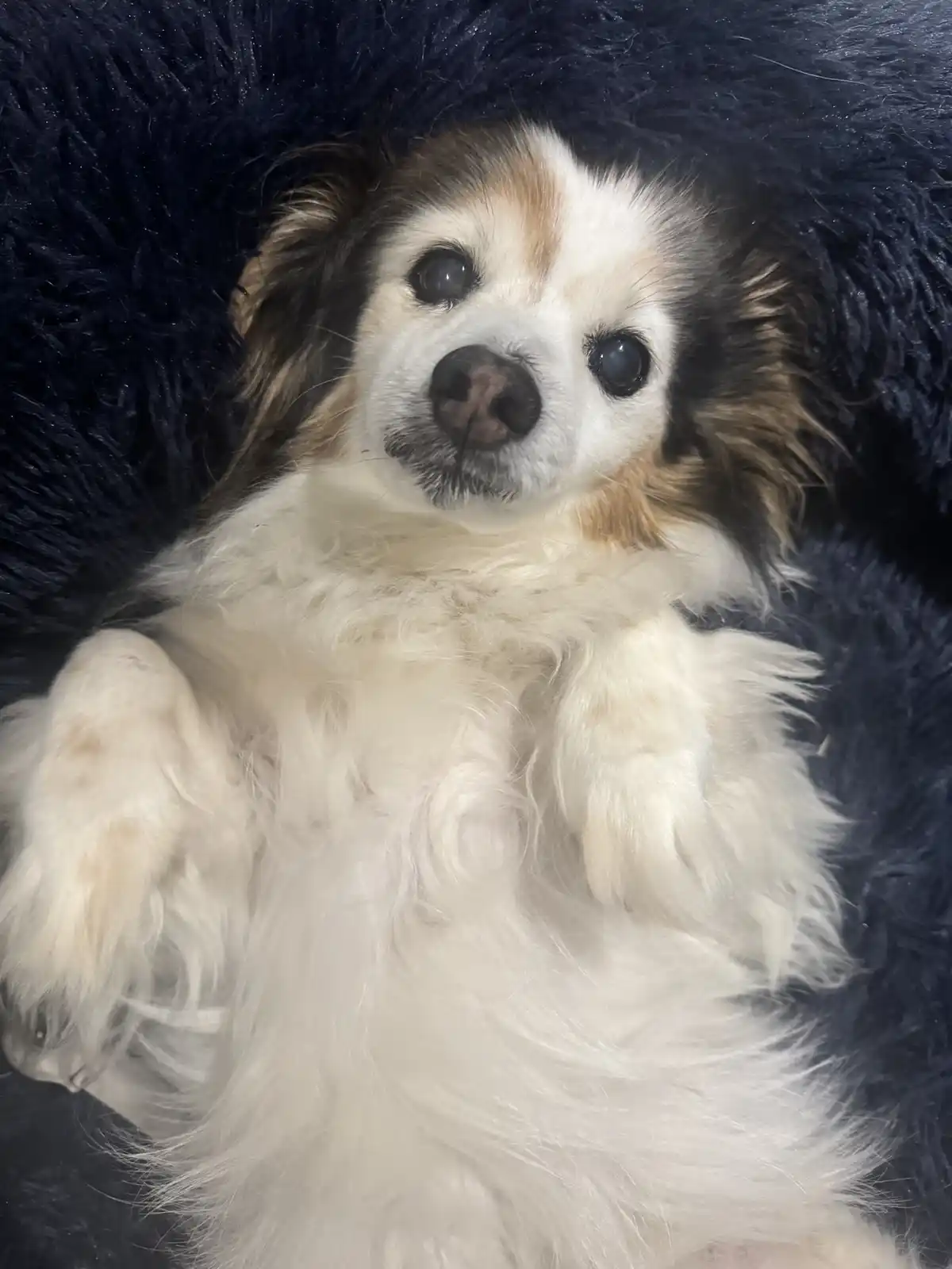 A fluffy white and brown dog with large, expressive eyes lies on its back on a dark blue shaggy blanket, looking up at the…