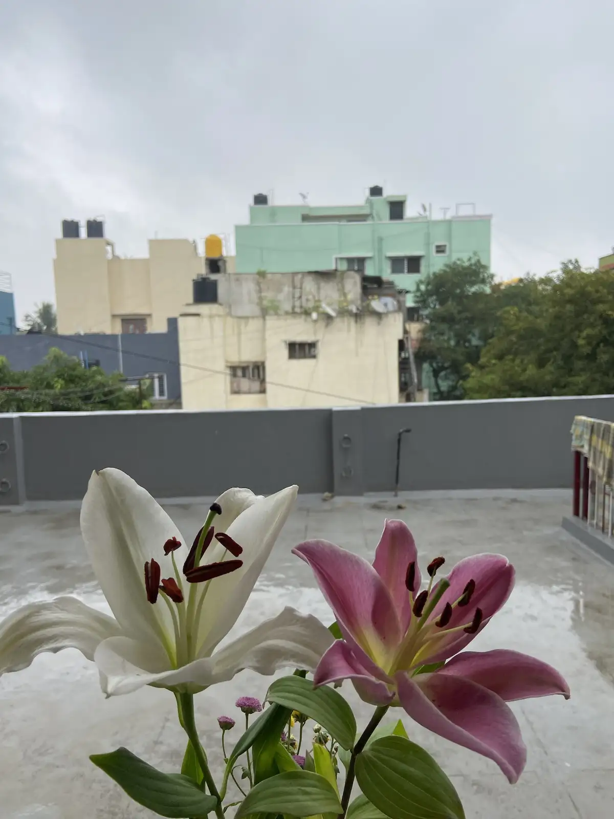 A close-up photo shows two lilies, one white and one pink, in the foreground on a wet rooftop, with blurry urban buildings…
