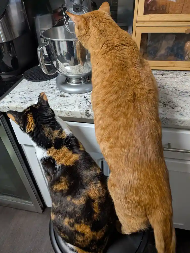 Two cats, one orange and one calico, are perched on a stool in a kitchen, intently watching a stand mixer. The orange cat is…