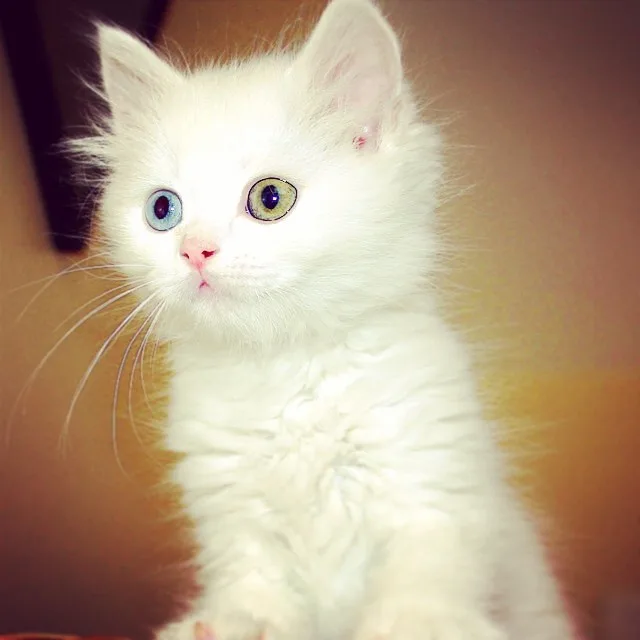 A close-up photo of a fluffy white kitten with one blue eye and one green eye, looking upward with a slightly confused or…
