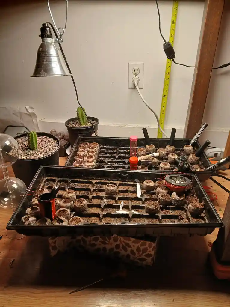 Two black plastic seedling trays filled with soil and small cactus cuttings are on a wooden table. A silver grow light hangs…
