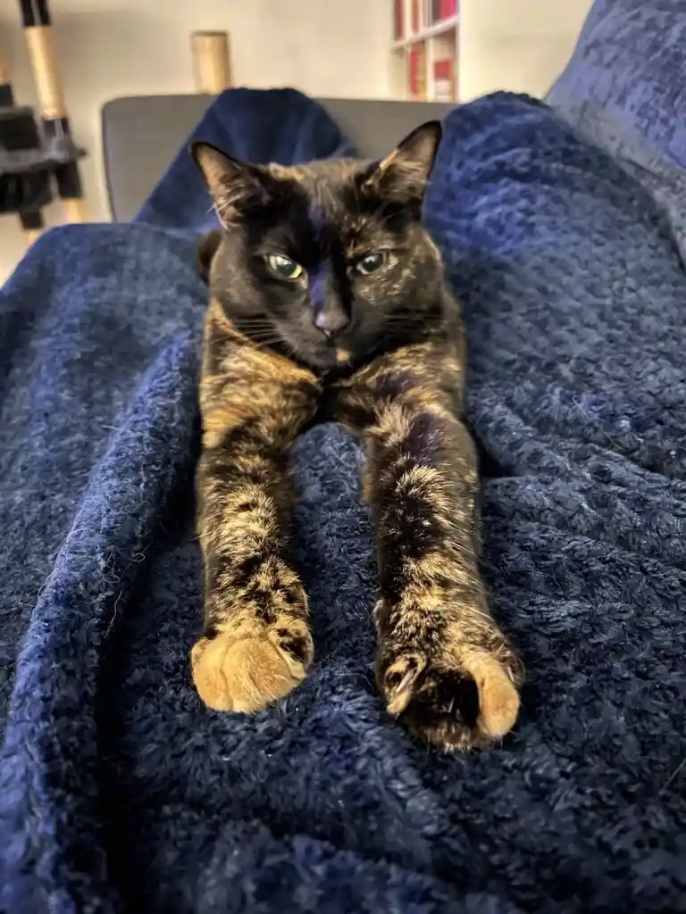 A tortoiseshell cat with green eyes lies sprawled on a dark blue, textured blanket, staring directly at the camera with a…