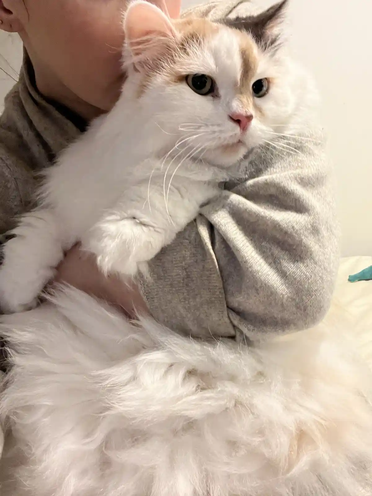 A fluffy white and orange cat with a long tail is being held by a person in a gray sweatshirt. The cat has a very…