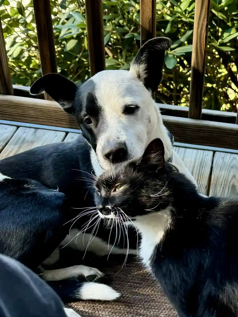 A black and white dog is lying on a wooden deck, gently resting its head on a black and white cat that is looking away. The…