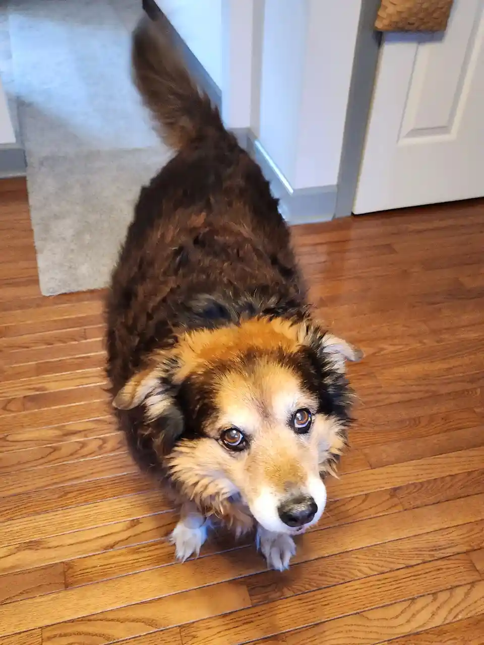 A fluffy brown and tan dog with a white muzzle and paws sits on a wooden floor, looking up with large, pleading eyes. The…