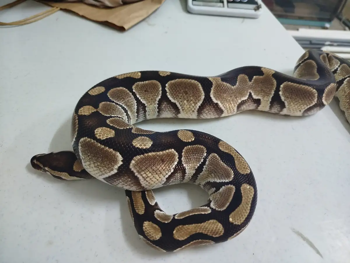 A large ball python with dark brown and tan patterned scales is coiled on a white speckled countertop. The overlaid text…
