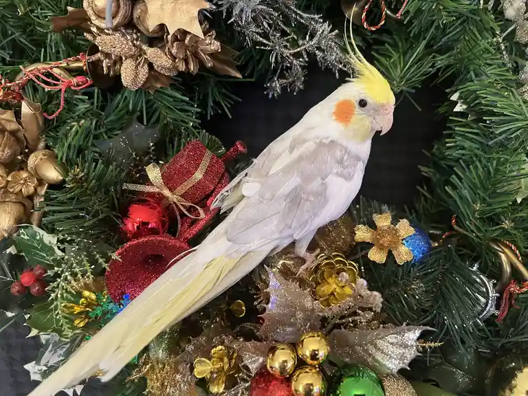 A white cockatiel with a yellow crest and orange cheek patches perches amidst a lush green Christmas wreath adorned with red…