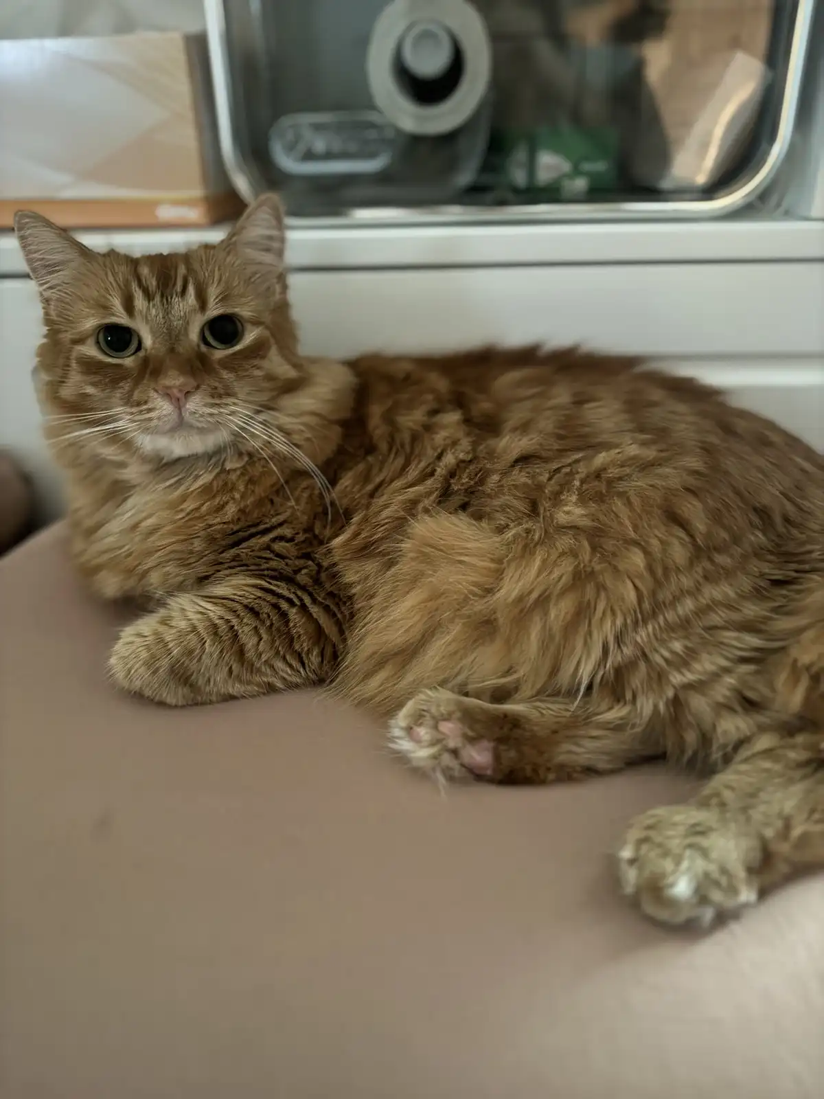 A fluffy, ginger tabby cat with wide, expressive green eyes is lying down on a beige surface, looking directly at the camera…