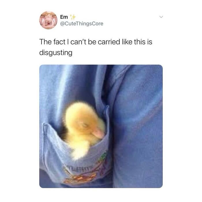 A small, fluffy yellow duckling is nestled snugly inside the front pocket of a blue denim jacket. The image is overlaid with…