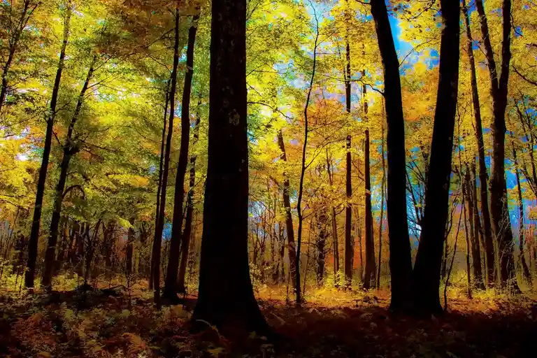 A vibrant autumn forest with tall trees, golden-yellow leaves, and a blue sky visible through the canopy. The ground is…