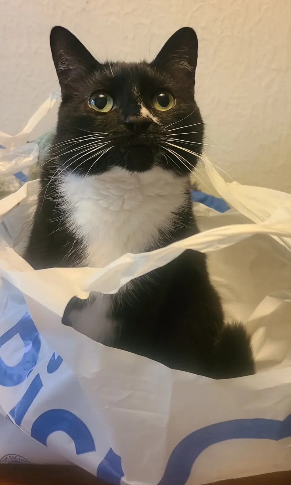 A black and white cat with wide, startled eyes sits inside a white plastic grocery bag with blue lettering, looking directly…