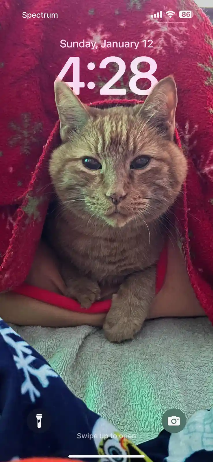 A ginger cat with a serious, unimpressed expression sits nestled under a red blanket, with a phone lock screen overlay…