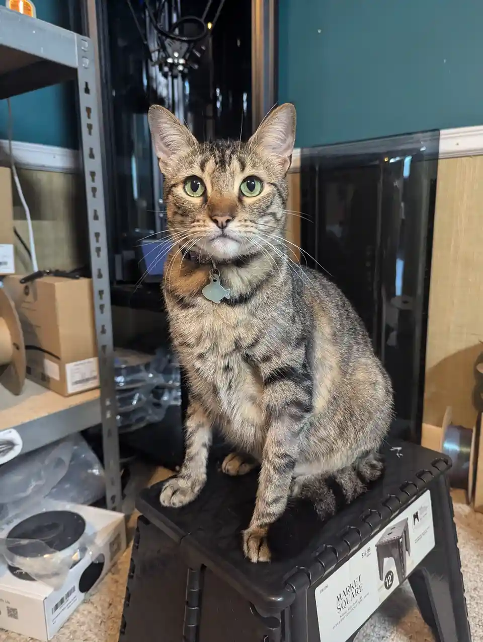 A tabby cat with green eyes and a fish-shaped tag sits upright on a black plastic step stool labeled 'MARKET SQUARE'. The…