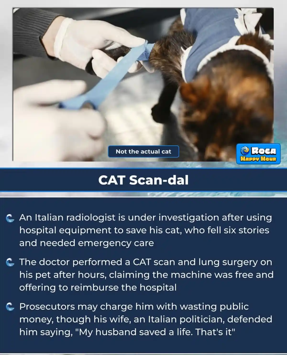 A close-up photo shows gloved hands securing a blue strap around a tortoiseshell cat wearing a blue and white medical gown…