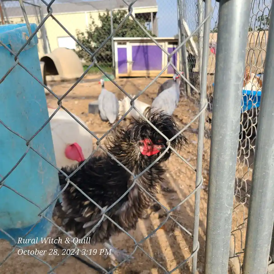 A black chicken with shaggy feathers and a red face peers intently through a chain-link fence in a dirt yard, with other…