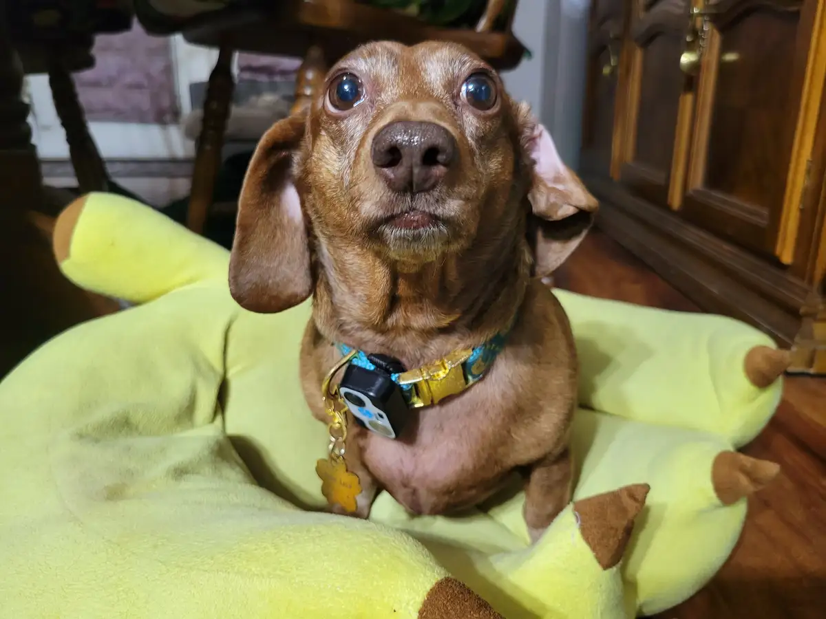 A brown dachshund with wide, startled eyes sits upright in a bright yellow plush dog bed shaped like a pineapple. The dog…