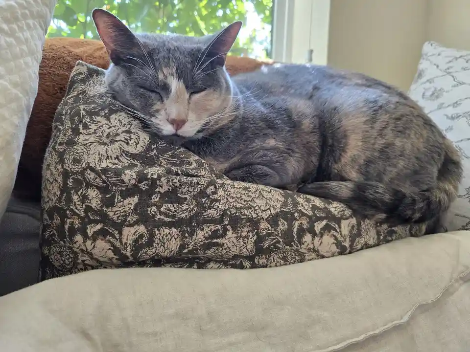 A gray and cream tortoiseshell cat is curled up and sleeping soundly on a patterned throw pillow on a couch, with sunlight…