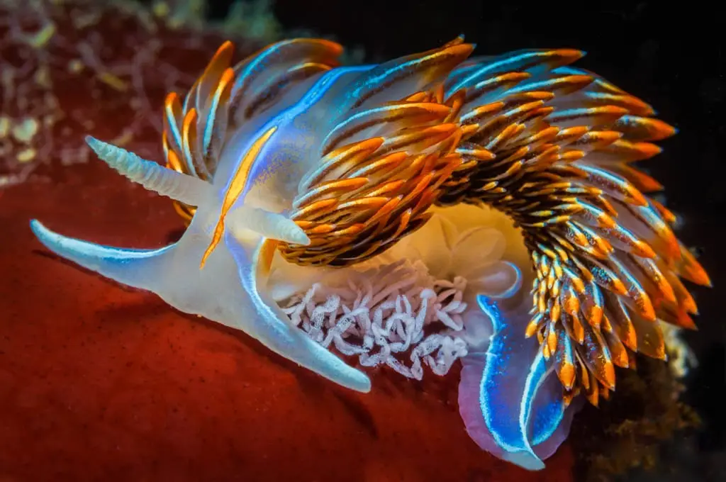 A vibrant, close-up photograph of a colorful sea slug, likely an aeolid nudibranch, with translucent blue and orange-tipped…