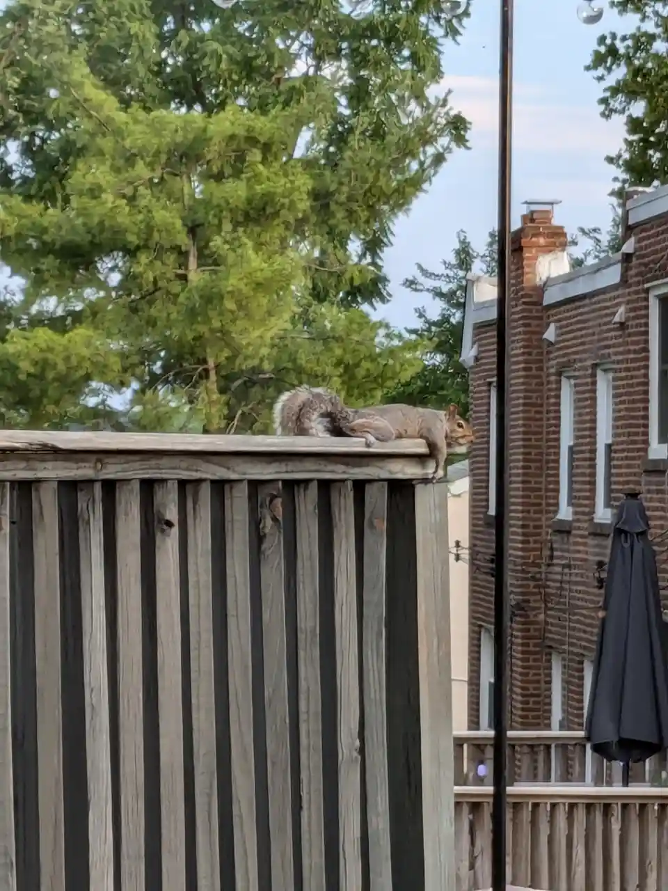 A gray squirrel is lying stretched out and relaxed on top of a weathered wooden fence, appearing to be napping. Behind it…