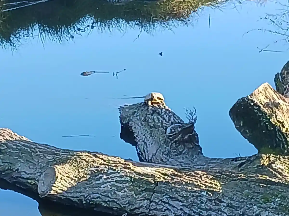 A still pond reflects a clear blue sky and bare tree branches, with a large, textured log in the foreground. A small, dark…