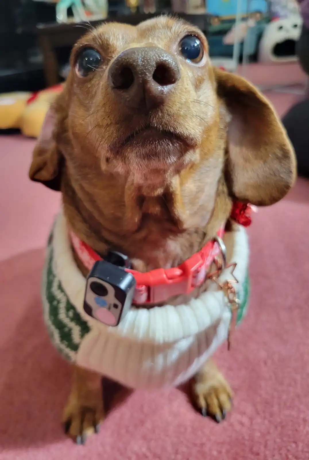 A close-up photo of a small brown dachshund looking upward with wide, expressive eyes, wearing a white and green knitted…