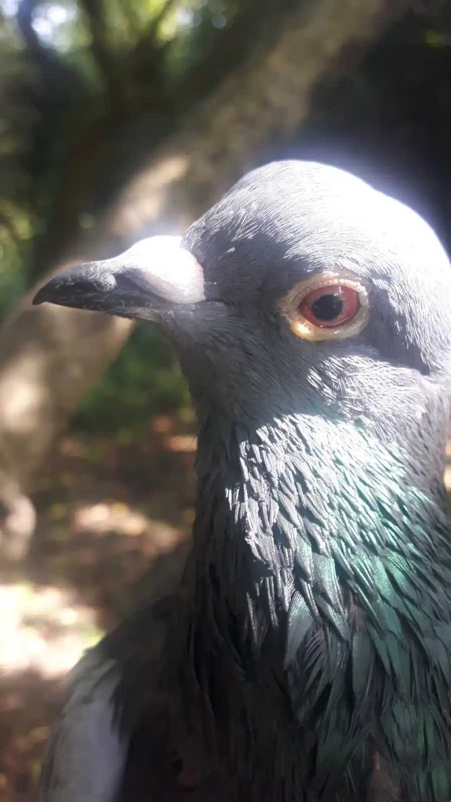 A close-up photo of a pigeon's head and neck, showing its grey feathers, red eye, and beak, with sunlight creating a bright…