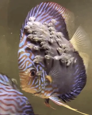A grid of six identical images shows a colorful discus fish with a large cluster of small, translucent fry clinging to its…