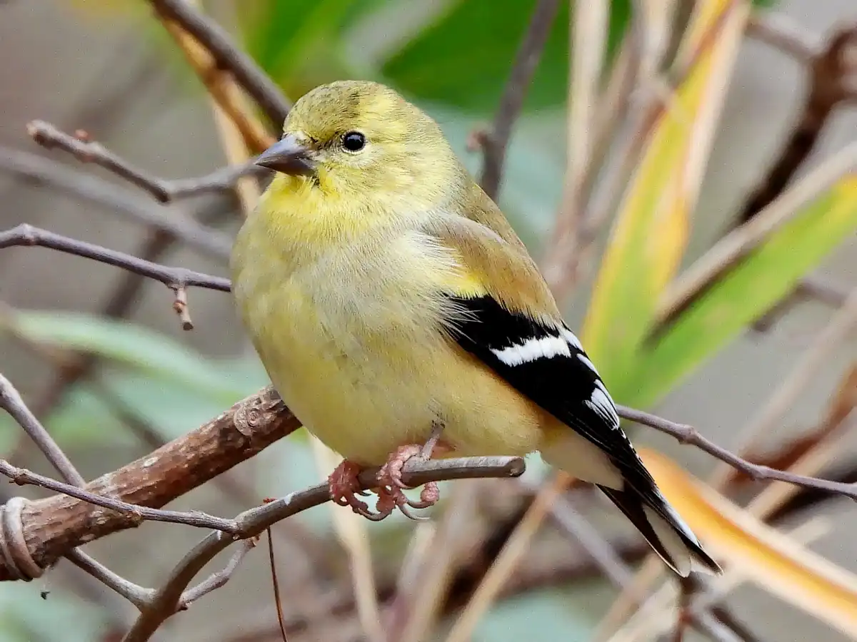 Spotting the American Goldfinch in Summerville, South Carolina