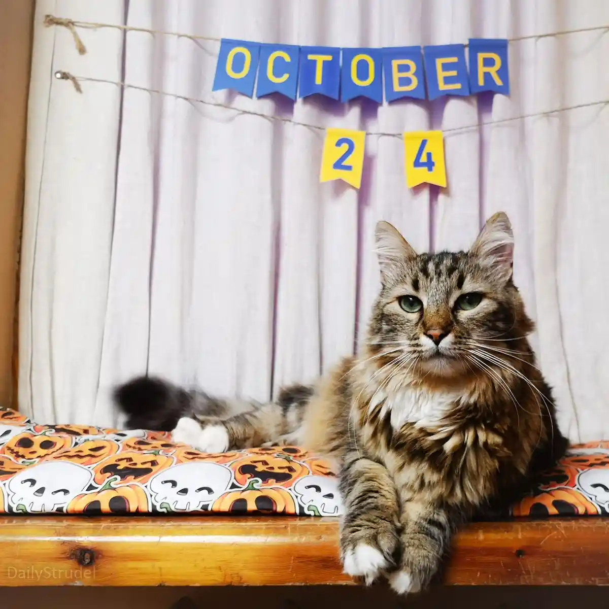 A fluffy tabby cat with green eyes sits regally on a Halloween-themed cushion featuring pumpkins and skulls, looking…