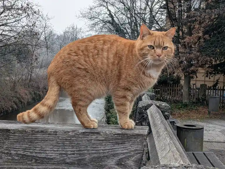 An orange tabby cat stands on a weathered wooden railing beside a canal, looking directly at the camera with a stern…