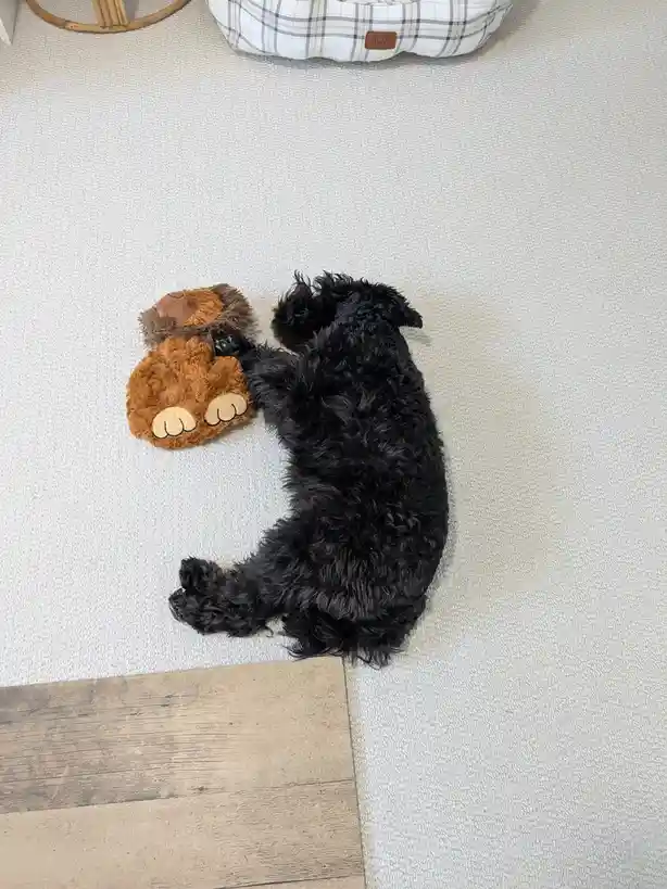 A small black curly-haired dog lies on its back on a white textured rug, cuddling a brown plush toy that resembles a bear or…