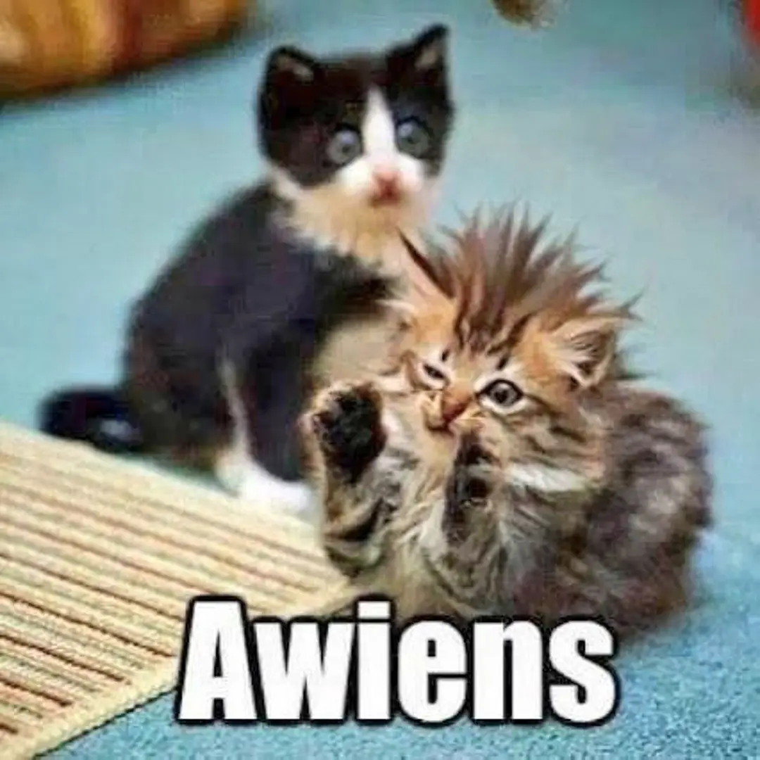 Two kittens are pictured; one fluffy tabby kitten in the foreground has its paws raised and looks surprised, while a…